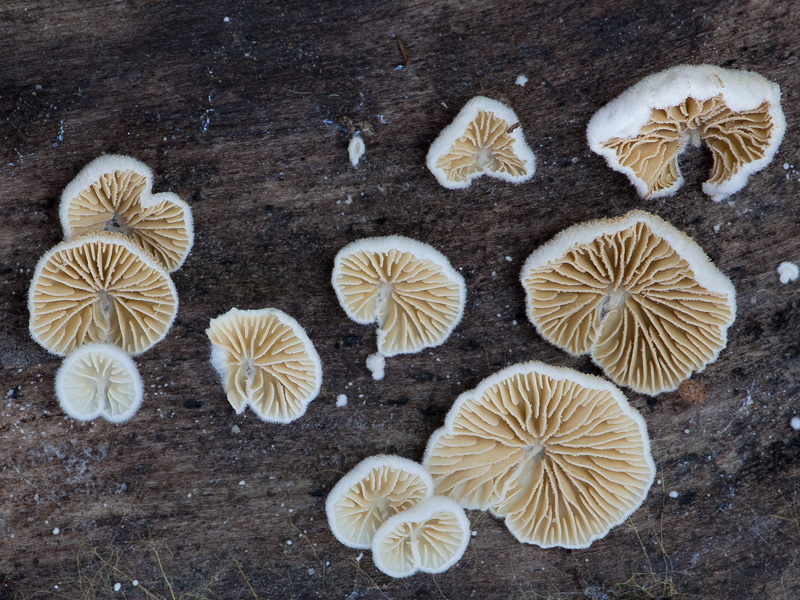 Crepidotus epibryus